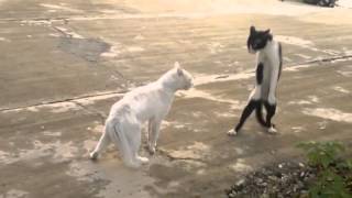 Кошки!!! Смотреть всем и обязательно смеяться Кошки!!! Смотреть всем и обязательно смеяться