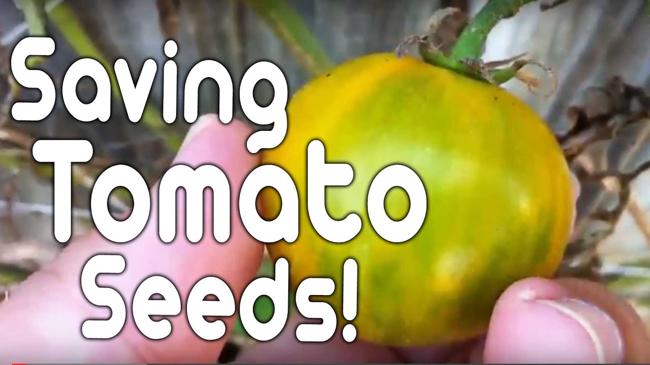 Saving tomato seeds!