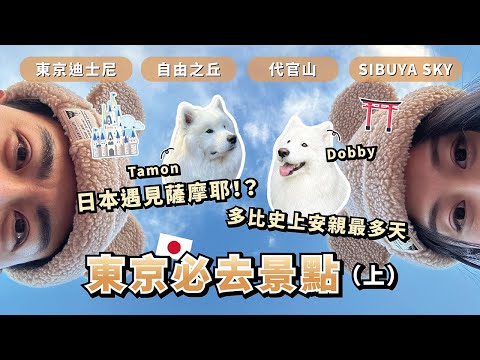 『首支日本旅遊vlog』日本遇見薩摩耶!?多比史上安親最多天 ft.Surfshark VPN (薩摩耶多比Dobby is free)