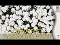 Exploring CANDYTUFT 'ALEXANDER WHITE' in 2 Minutes | (Iberis sempervirens)