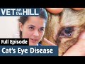 🐱 Poor Cat Has An Eye Discharge | FULL EPISODE | S03E14 | Vet On The Hill