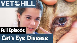 Poor Cat Has An Eye Discharge | FULL EPISODE | S03E14 | Vet On The Hill