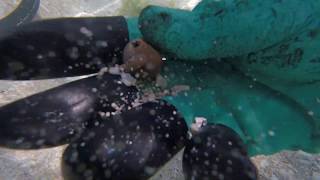 Metal Detecting Underwater With Minelab Excalibur Mod Nel Tornado Coil