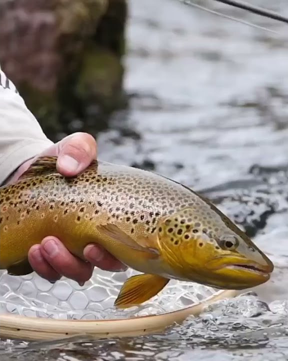 Amazing fishing nature #fishing #nature
