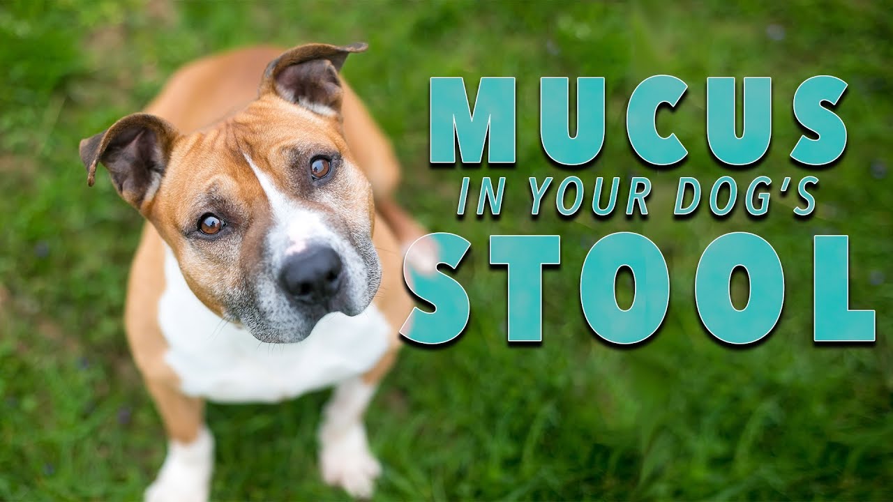 a lot of mucus in dog poop