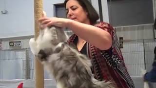 CFA World Show 2014 by The RagaMuffin Kitten Breeders Society 96 views 5 years ago 5 minutes, 34 seconds