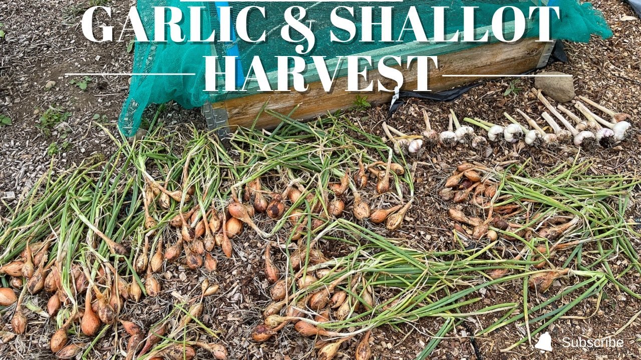 Garlic Harvest Shallot Harvest Onion Problems Allotment Plans