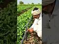 Kisaan Ne Plastic Pipe Se Bana Di Drip Irrigation 💧😳 | Desi Jugaad Ka Kamaal 🚜🔥