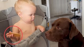 Dog Stealing Cookie from Adorable Baby! Cutest Reaction!