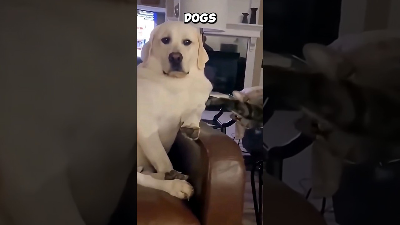 Why Cats Intimidate Bigger Dogs😾