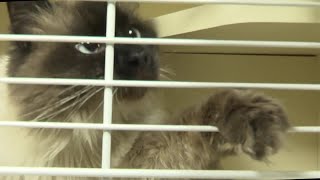 With a new contract finalized Fond du Lac is divided over managing stray animals
