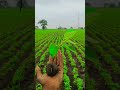 Nile 60ki #ytshorts #farming #farmequipment #farmer #farmerlife #farmmachinery #johndeere #johndeere