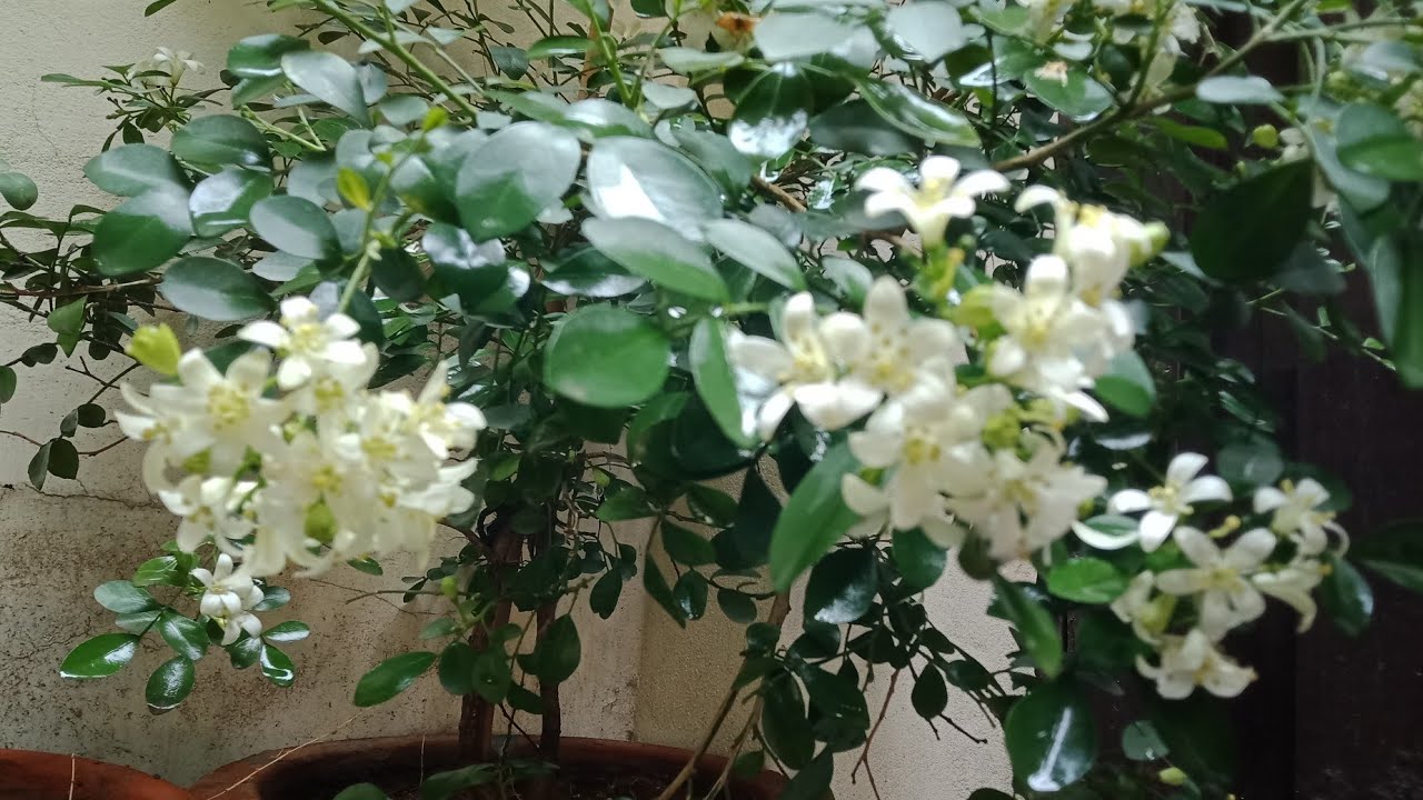 How to care Murraya paniculata Marwa plant 21/7/2020(Urdu/Hindi