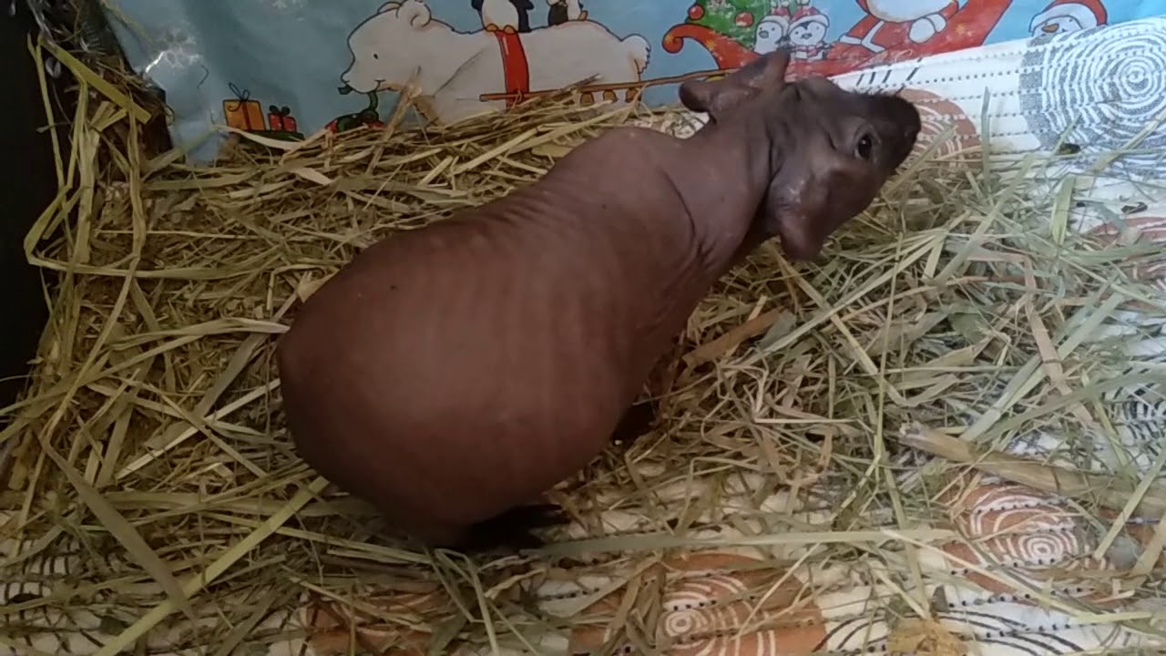 Мочекаменная болезнь морской свинки симптомы и лечение. Наш опыт.