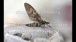 Mayflies I: Simple Entomology for the Fly Tier and Fly Fisherman Part 11