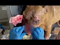 Dumped Dying Forest Dog Fighting For Its Life Rescue + Surgery Update From The Vet's Office