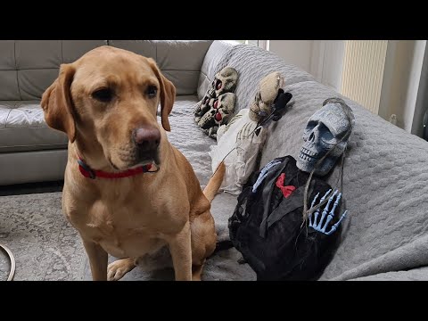 My labrador reacts to Halloween decorations