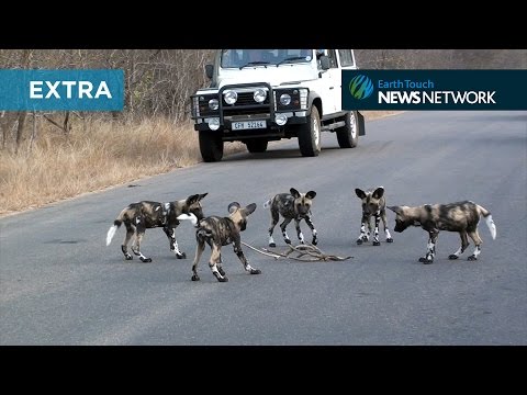 Wild dog pups