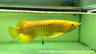 Albino Crossback Crossbelly