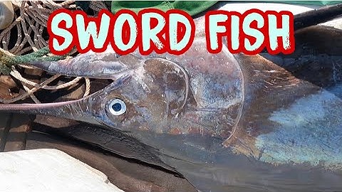 Cá Cờ Kiếm ( Swordfish ) Hung Truong JP