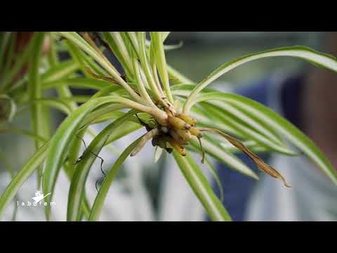 Video: Chlorophytum (60 Fotoğraf): Evde Bir Iç Mekan çiçeğinin Bakımı. Bitki Neye Benziyor? Olası Hastalıklar