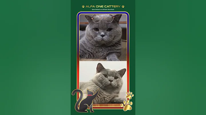 Watch the video about What British Shorthair Think And Hate Reaction To Bathing