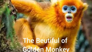 The Golden Monkey | Hidden Kingdom Golden SnubNosed Monkey