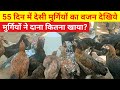 55 दिन में देसी मुर्गियों का वजन देखिये,मुर्गियों ने दाना कितना खाया?(Local chicken farming)