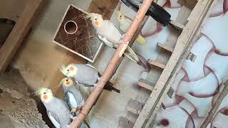 Cockatiels And Doev Setup
