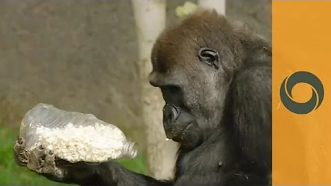 San Diego Zoo: Gorillas Birthday Party For Joanne Turning Two!