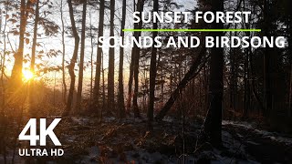 4K Sunset Forest Sounds and Birdsong - 2 Hours Calming Nature Ambience