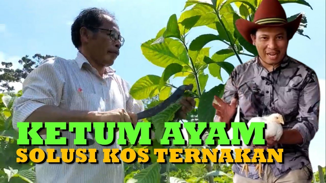 XN2021 XplOrasiNiaga: Madre De Agua/Ketum Ayam Solusi Terbaik Kos Makanan Ternakan Ayam Dan Ruminan