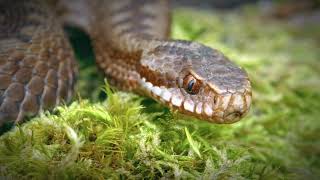 King Cobra Sound Effect L Hd 1 Hour