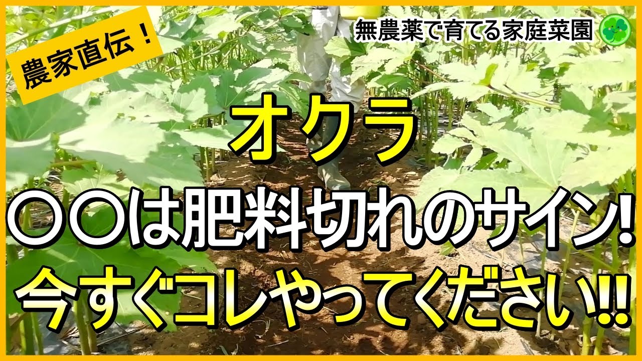 Okra cultivation] A simple explanation of how to identify and deal