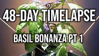 Basil Plant Timelapse 48 Days - How To Grow Basil From Seed To Harvest At Home