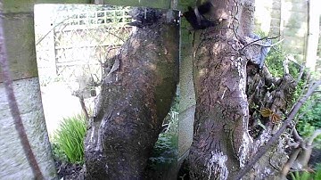 Stupid bird attacks own reflection in mirror