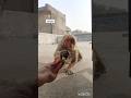 iska natak dekho🤣#viral #viralvideo #shortvideo #shorts #trending #funny #youtubeshorts #monkey#like