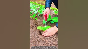Essential Gardening Tool: Planting Made Easy With Just A Small Trowel. #easyfarming #farming #agri