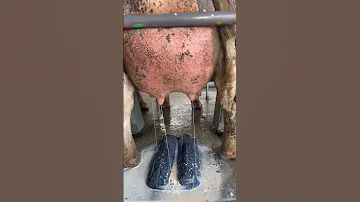 المراعي البقره وناسة 