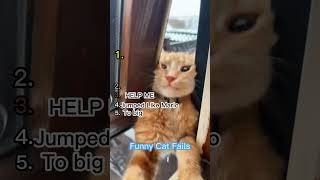 Ranking Cats Failing at Everything... The Confidence After Is Criminal 😭🐱