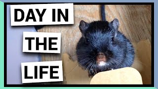 A Day in the life of Pumbaa, the elderly gerbil
