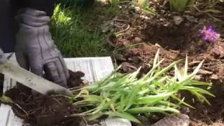 Transplanting Asiatic Lilies! Episode 3 #howtoplant - YouTube