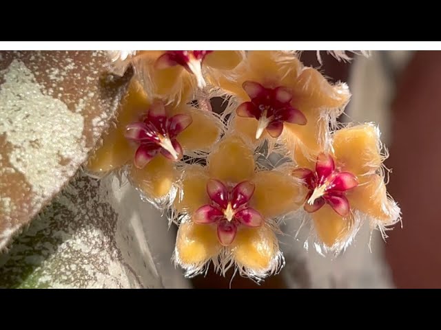 САМАЯ КРУТАЯ Hoya CAUDATA GOLD ЦВЕТЁТ🔥СРОЧНО ЛЮБУЕМСЯ! - YouTube