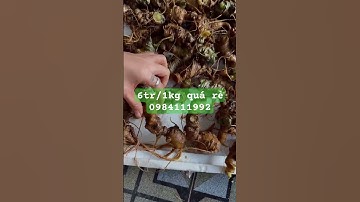 #sâm_ngọc_linh_rừng #sâm_ngọc_linh #sâm_ngọc_linh_rừng #sâm_ngọc_linh #sâm_lai_châu_rừng #sâm_rừng