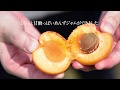 もぎたてあんずジャム