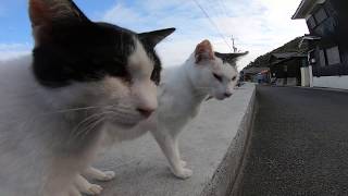 近づくと甘えてくる島の猫達がカワイイ