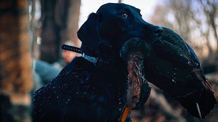 Ohio Duck Hunt - HIT 'EM WITH THE HAIL MARY!