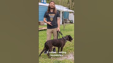 Setting the boundaries for electric fence #dogs #pets #dogtraining #petcare