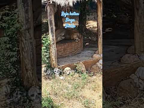 Singa Tidur Lion Simba Fyp National