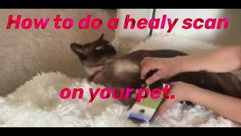 How I do a Healy scan on my pet.